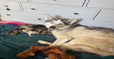 Siberian Husky dogs - Advert 4