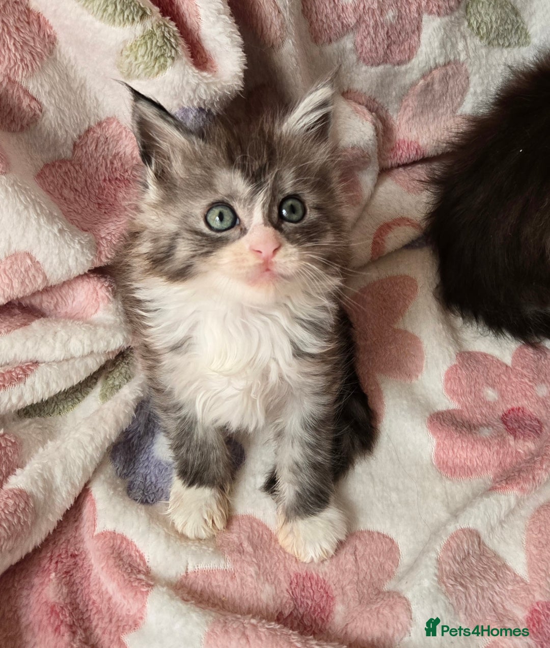 Maine Coon cats for sale: Gccf Maine Coon kittens  shaded lines - Image 19