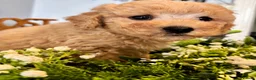 Poochon dogs for sale: Ready now Stunning mini F1 health tested Poochons - Advert 6