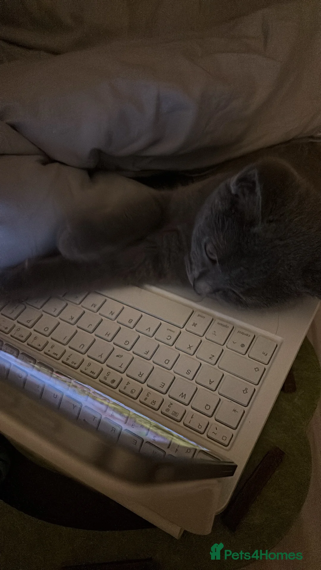 British Shorthair cats for sale: British Shorthair Male Kitten in Birmingham - Advert 5