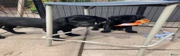 Labrador Retriever dogs for sale: 8 Stunning Fox Red & Black Labrador Puppies - Advert 5