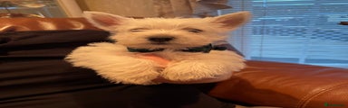 West Highland Terrier Puppy 5