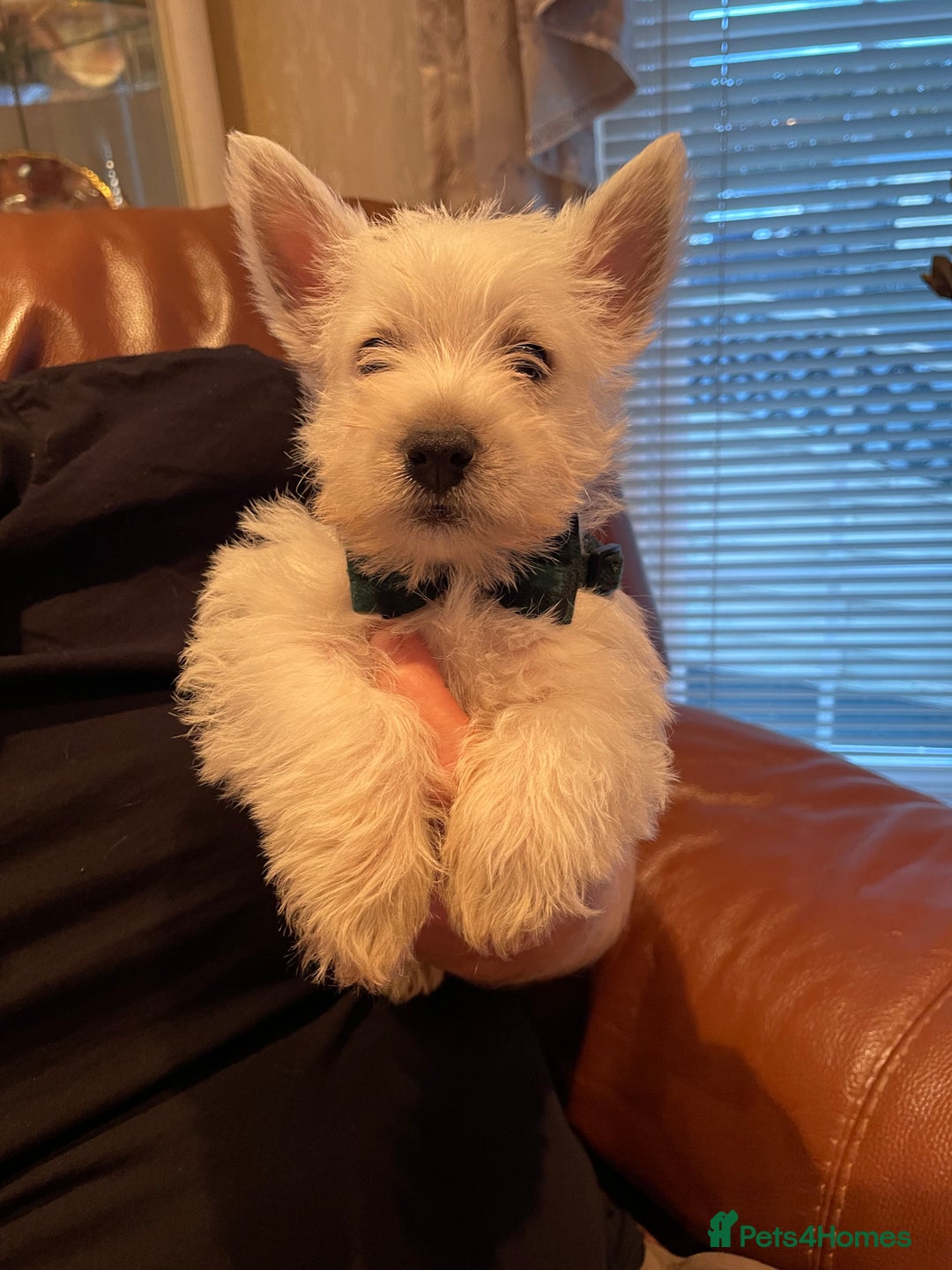 West Highland Terrier dogs for sale: West highland terrier  - Advert 21