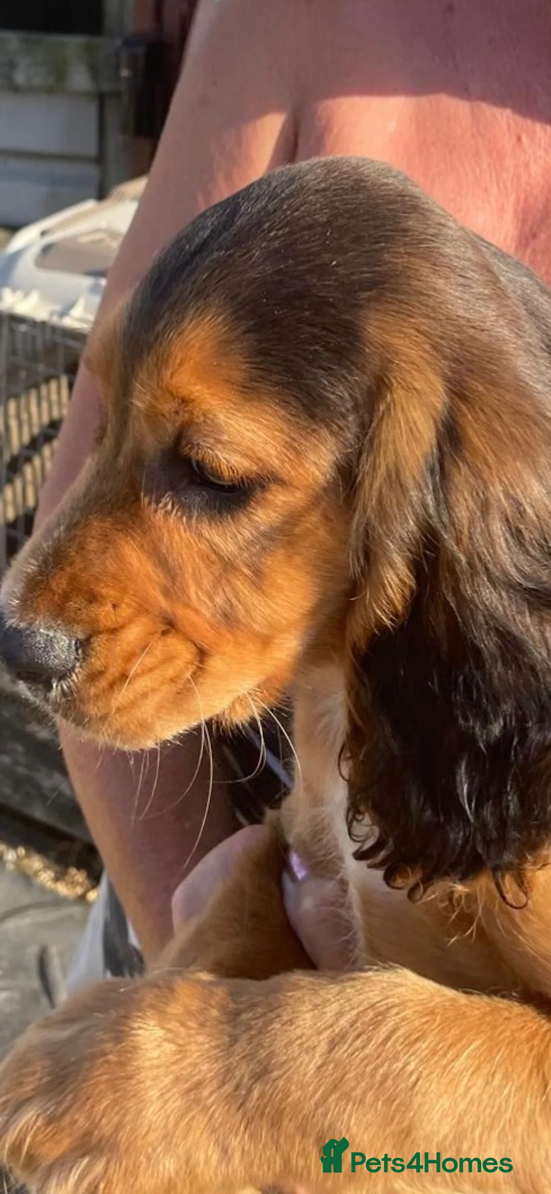 Cocker Spaniel dogs for sale: Cocker spaniel pup - Advert 4