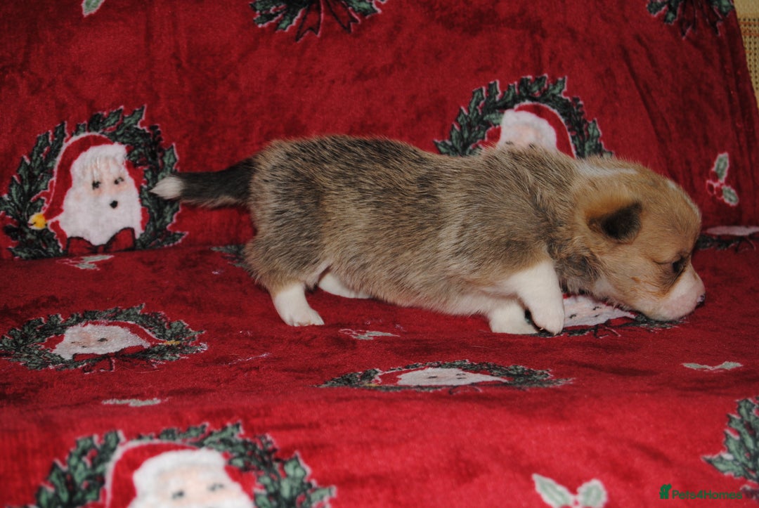 Welsh Corgi Pembroke dogs for sale: Welsh Pembroke Corgi Puppies - Girls Available - Advert 17