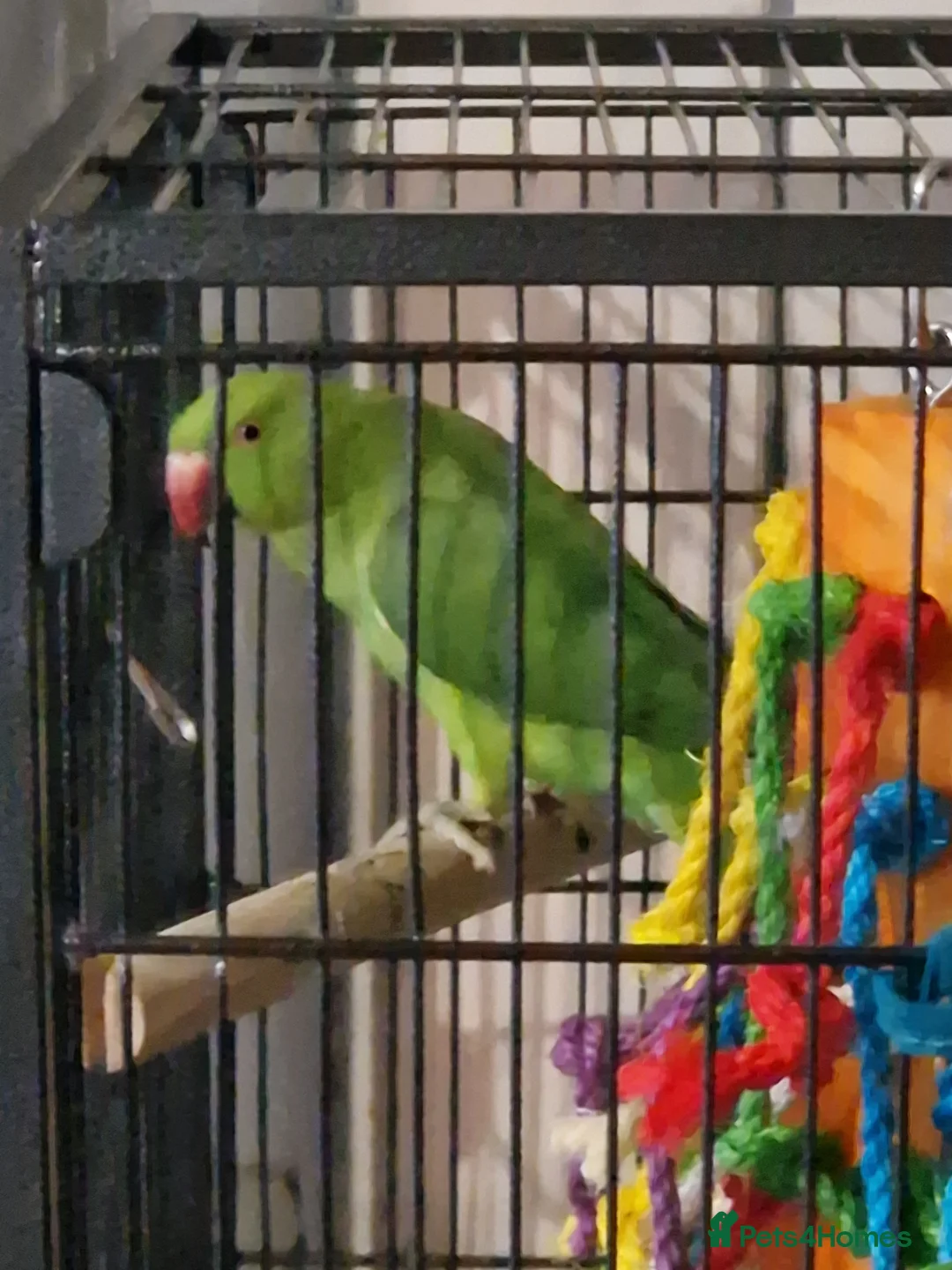 Ringnecks birds for sale: Ringneck for sale - Advert 3