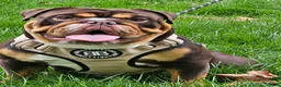 English Bulldog dogs for stud: KC BRITISH BULLDOG FOR STUD  in Basildon - Advert 4