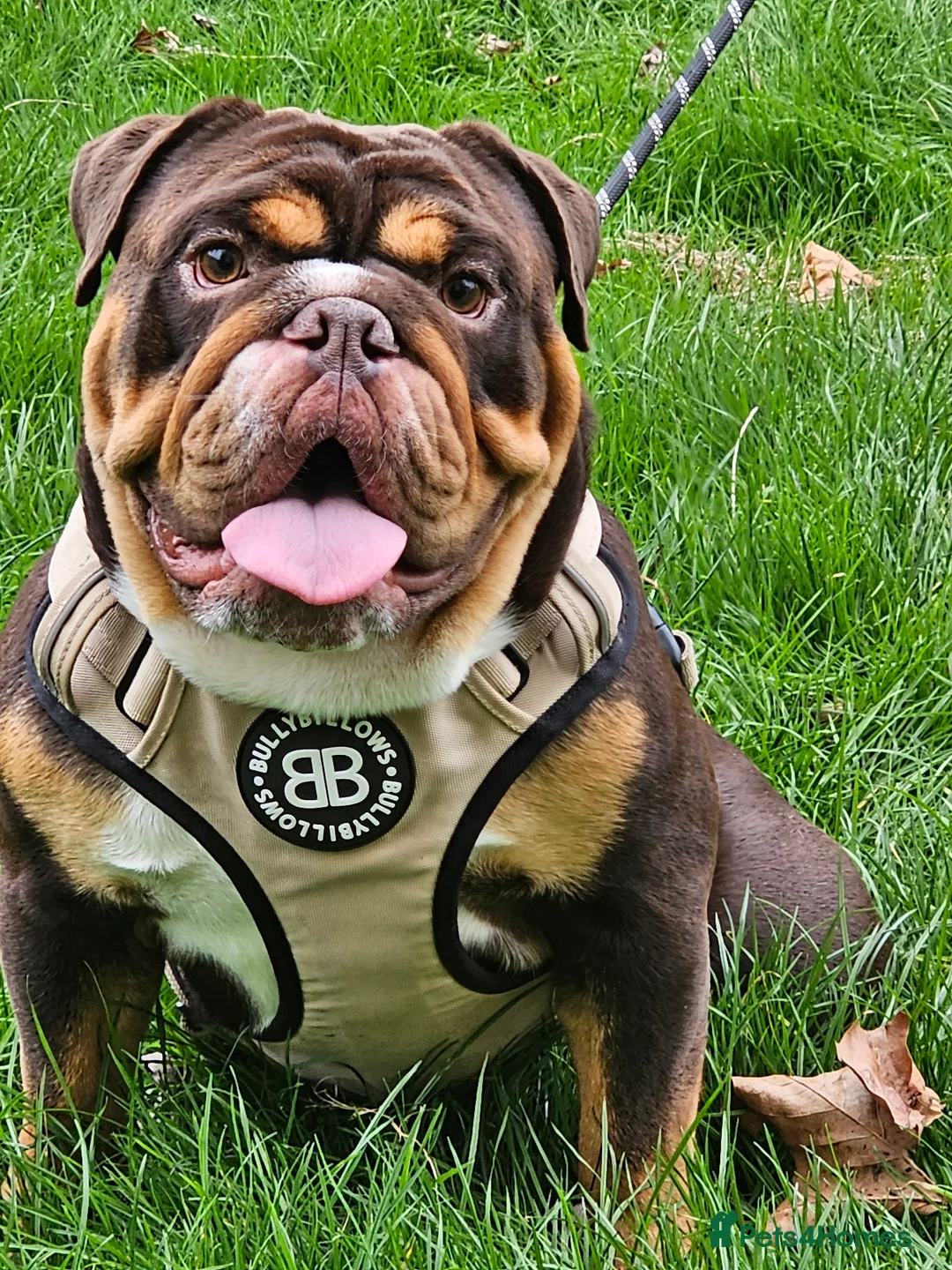 English Bulldog dogs for stud: KC BRITISH BULLDOG FOR STUD  in Basildon - Advert 4
