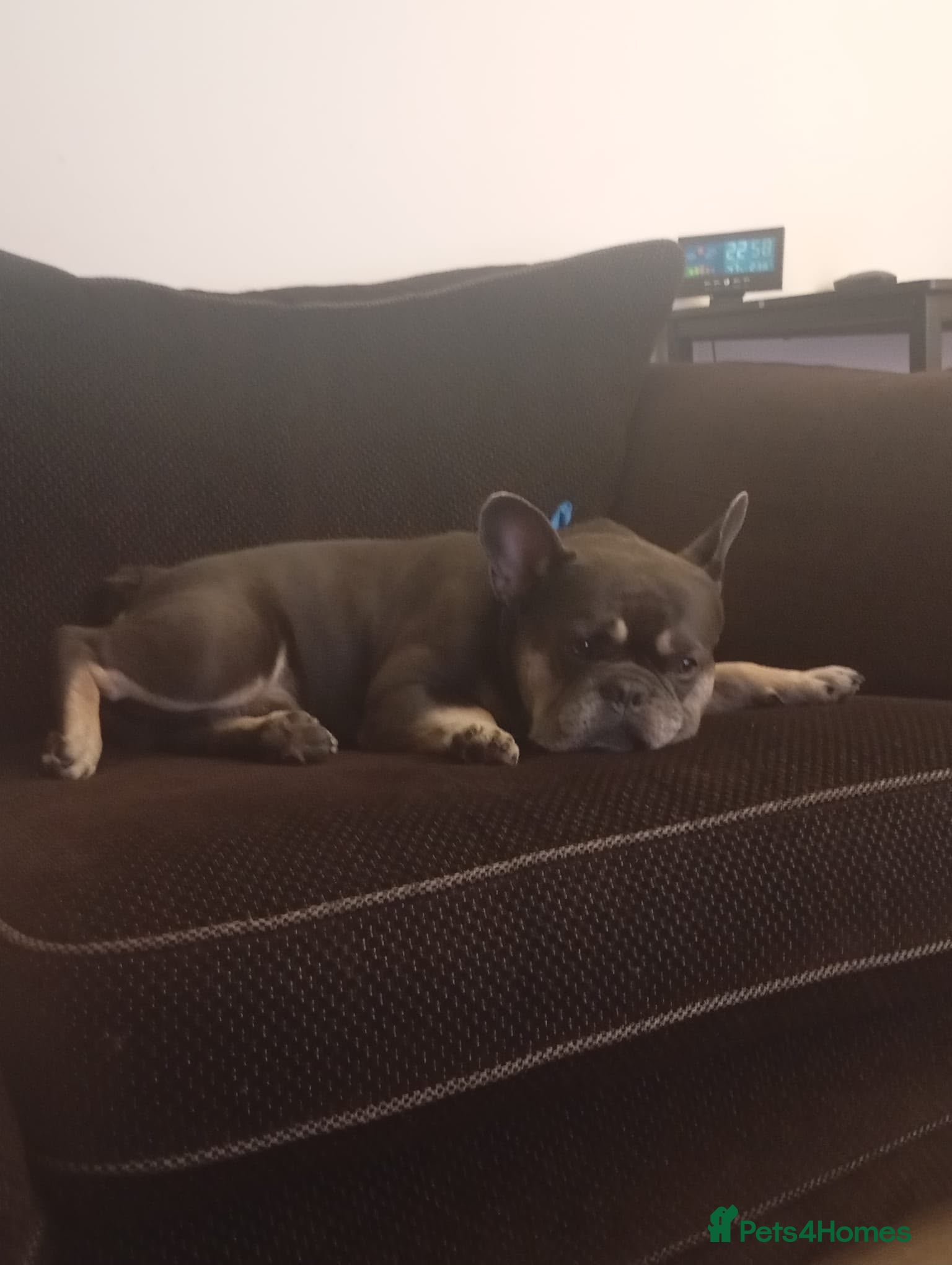 French Bulldog dogs 4 Year old male French Bulldog  - Advert 1