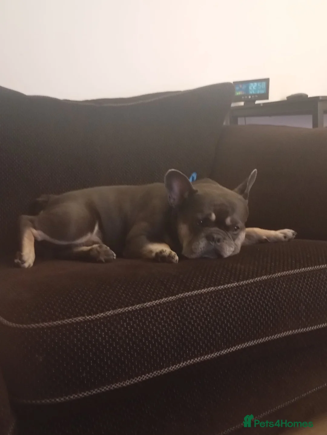 French Bulldog dogs for sale: 4 Year old male French Bulldog  in Stoke-on-Trent - Advert 1