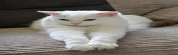 Ragdoll cats for sale: Most amazing ragdoll kitten - Advert 6