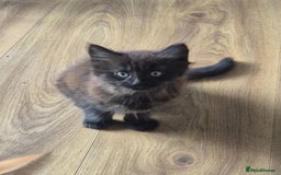 Domestic Shorthair cats for sale: 1 male 1 female  - Image 3