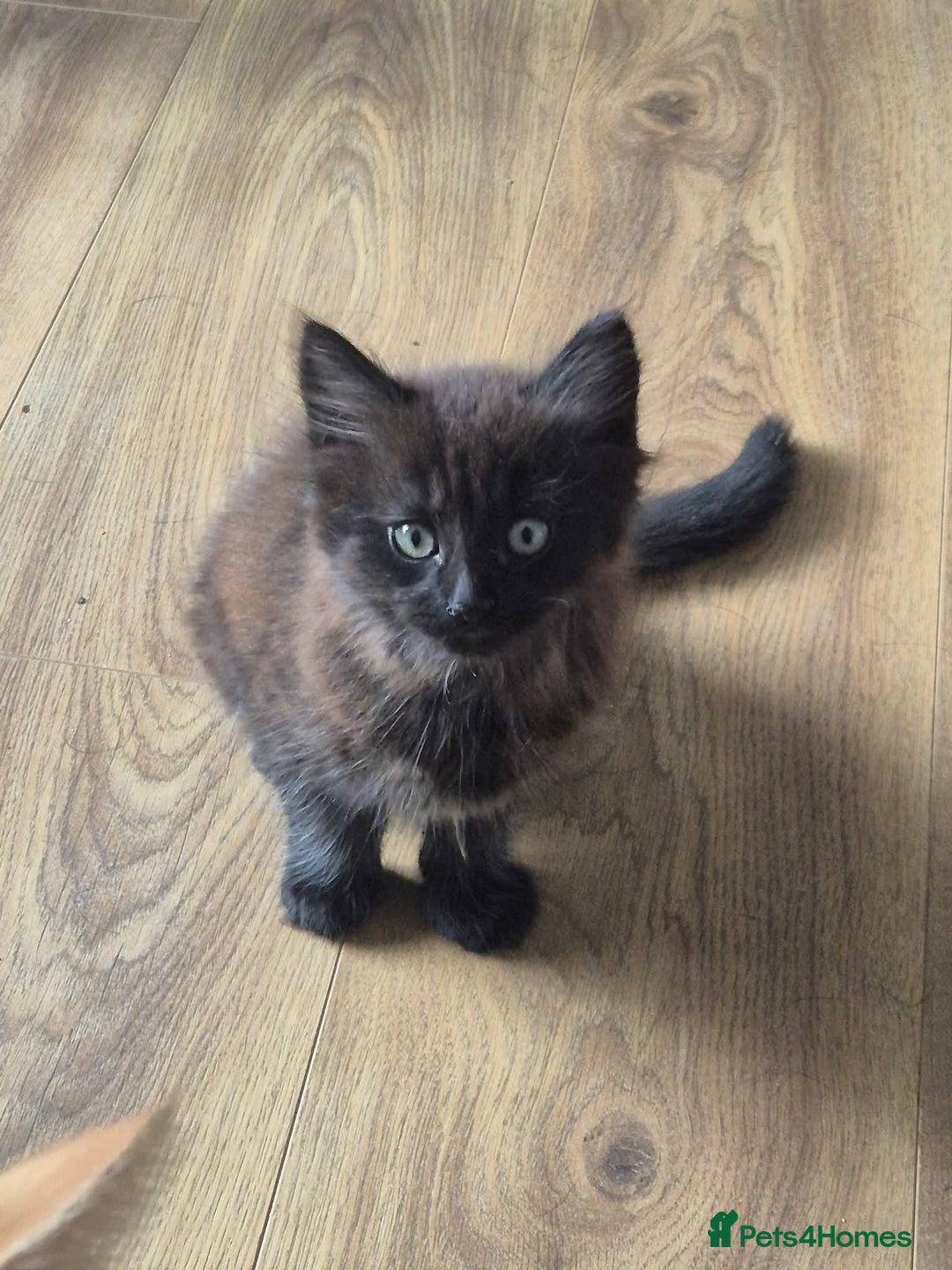 Domestic Shorthair cats for sale: 1 male 1 female  - Image 3