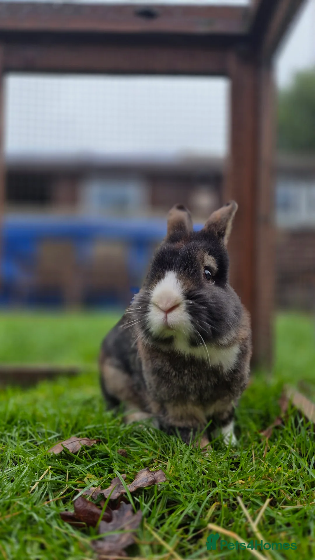 Lionhead rabbits for sale: Puffin - vaccinated & castrated  - Advert 6