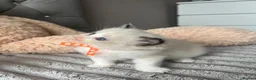 Ragdoll cats for sale: Registered Ragdoll Kittens for sale - Advert 15
