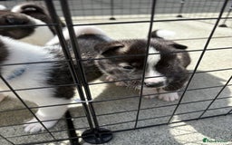 Akita dogs for sale: Akita pups Ready to leave 1st August  in Runcorn - Image 30