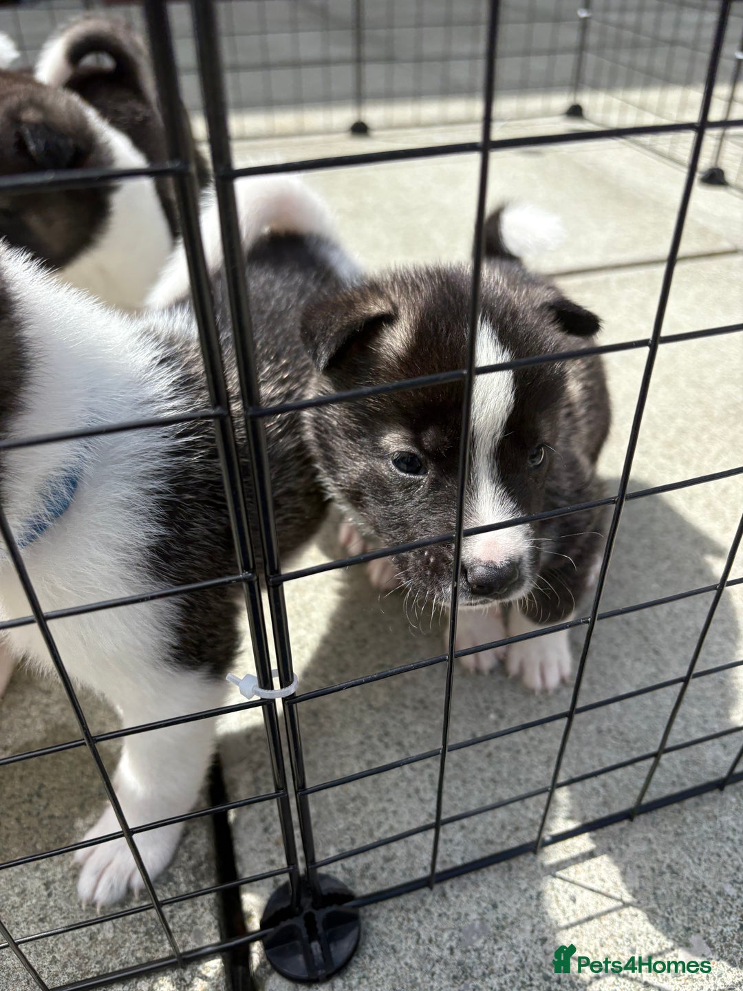 Akita dogs for sale: Akita pups Ready to leave 1st August  in Runcorn - Image 30