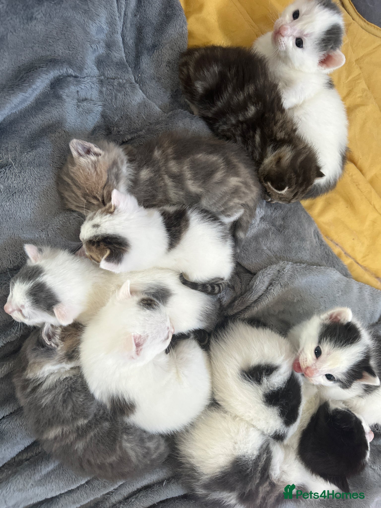 Mixed Breed cats Mixed Breed Litter, Beautiful Nature - Advert 2