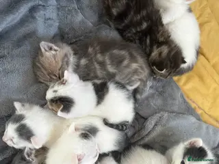 Mixed Breed cats Mixed Breed Litter, Beautiful Nature - Advert 7