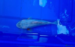 Koi Carp fish for sale: 8 to 10 inch Koi Carp mix pond fish in Chorley  - Image 2