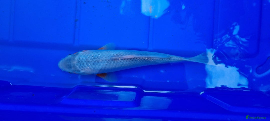 Koi Carp fish for sale: 8 to 10 inch Koi Carp mix pond fish in Chorley  - Image 2