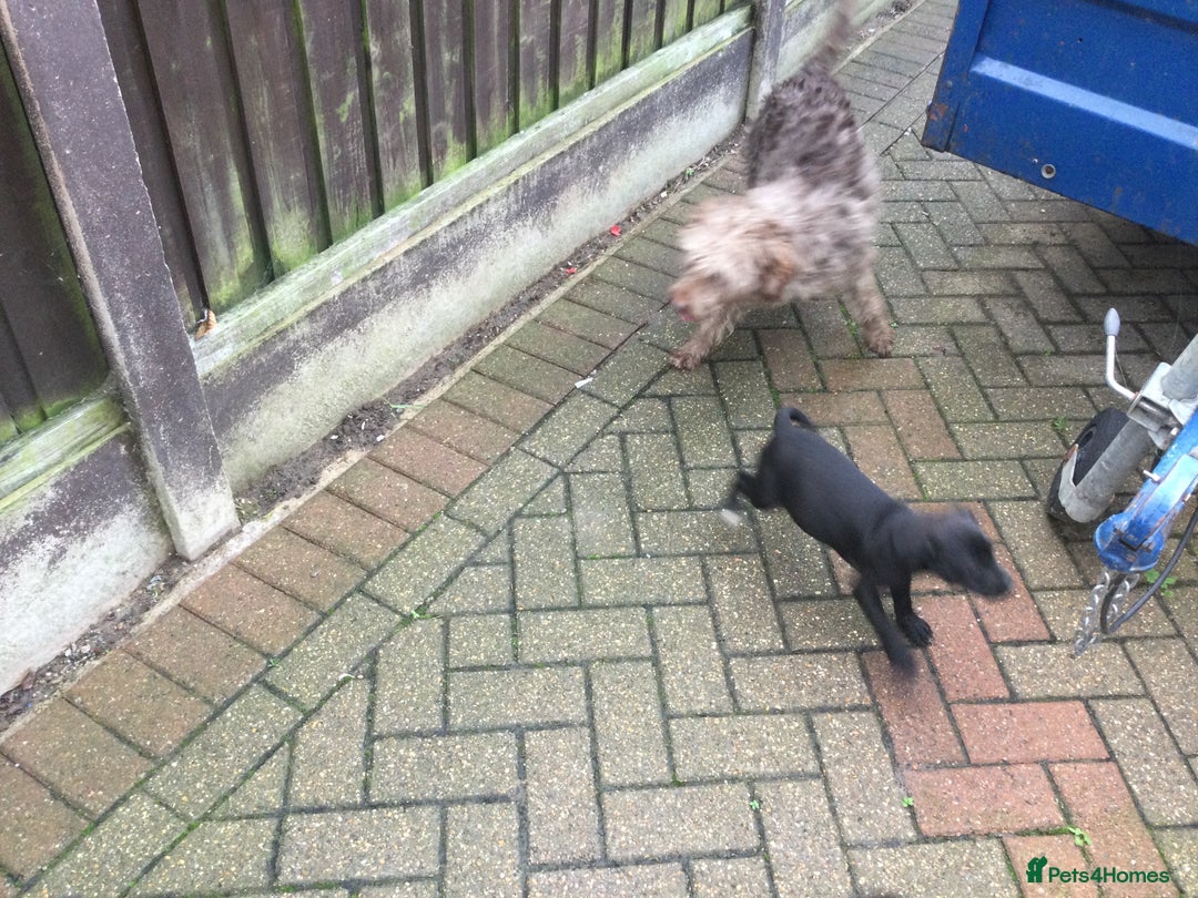 Mixed Breed dogs for sale: 3/4 Patterdale 1/4 Beddlington Pups for sale - Advert 3