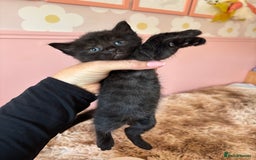 Mixed Breed cats for sale: 5 x gorgeous mixed kittens (4 left) - Image 3