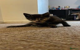 Mixed Breed cats for sale: 2 Beautiful Black (and ginger spots) Girl Kittens - Image 9