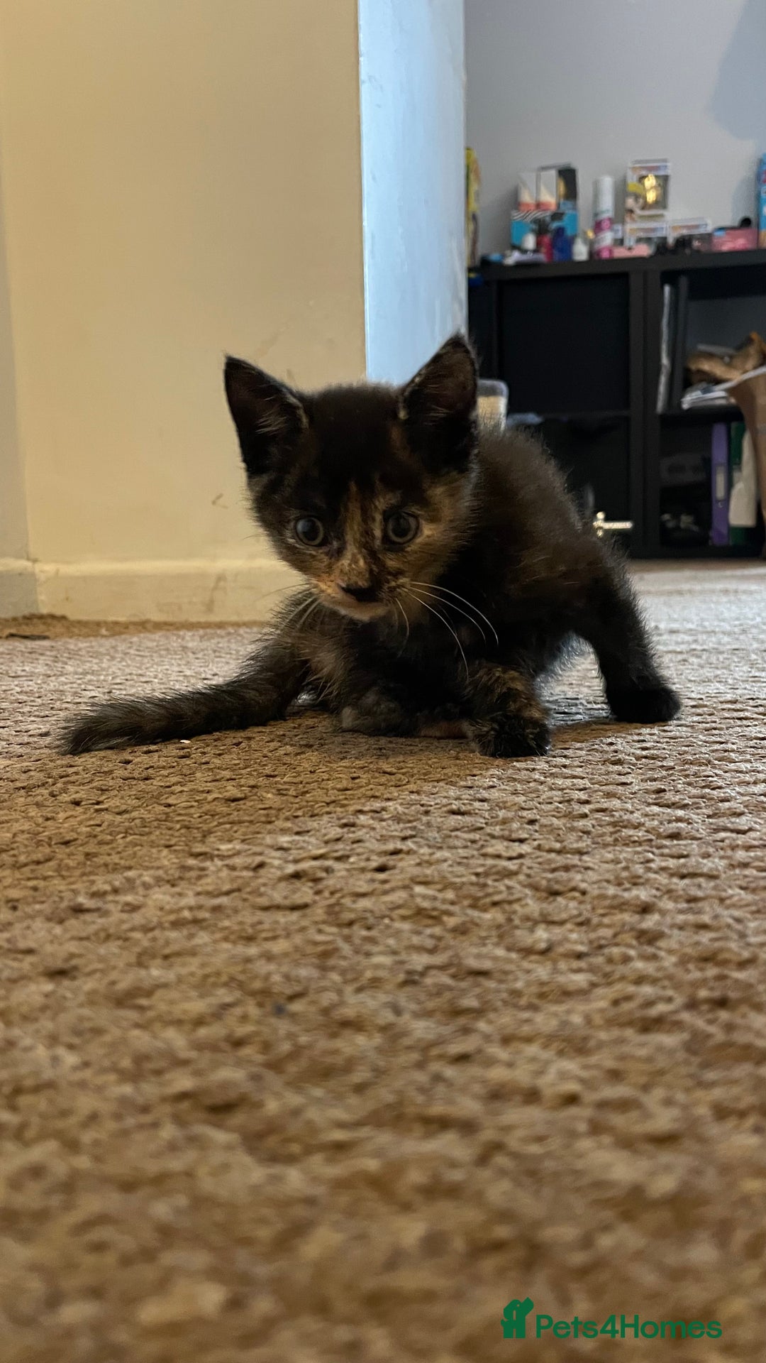 Mixed Breed cats for sale: 2 Beautiful Black (and ginger spots) Girl Kittens - Image 9