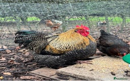 Chickens poultry for sale: Two Stunning Cockerels Looking for New Homes - Image 3