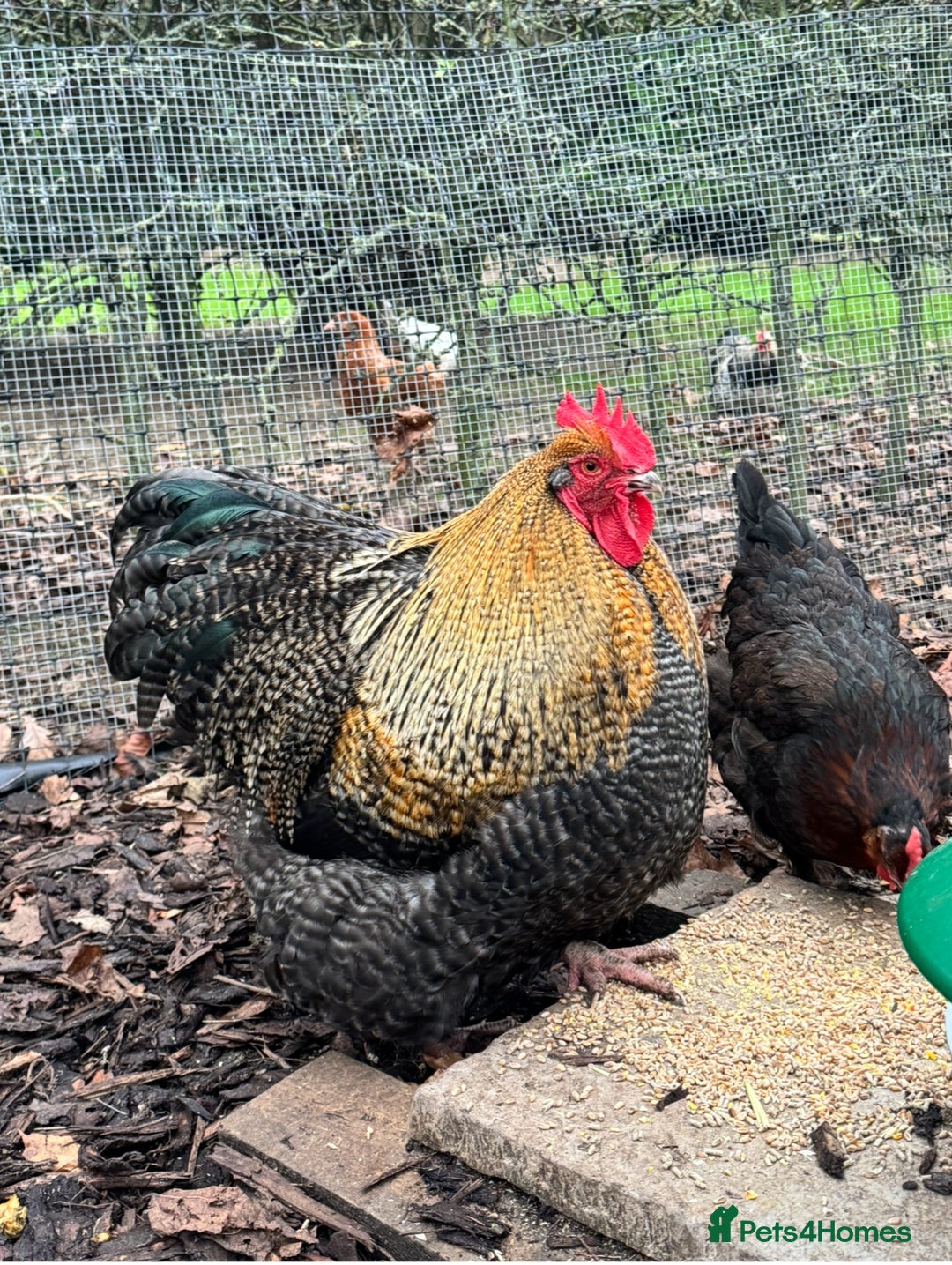 Chickens poultry for sale: Two Stunning Cockerels Looking for New Homes - Image 3