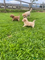 Maltipoo dogs - Advert 5