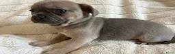 Mixed Breed dogs for sale: Mini Frenchies - Advert 10