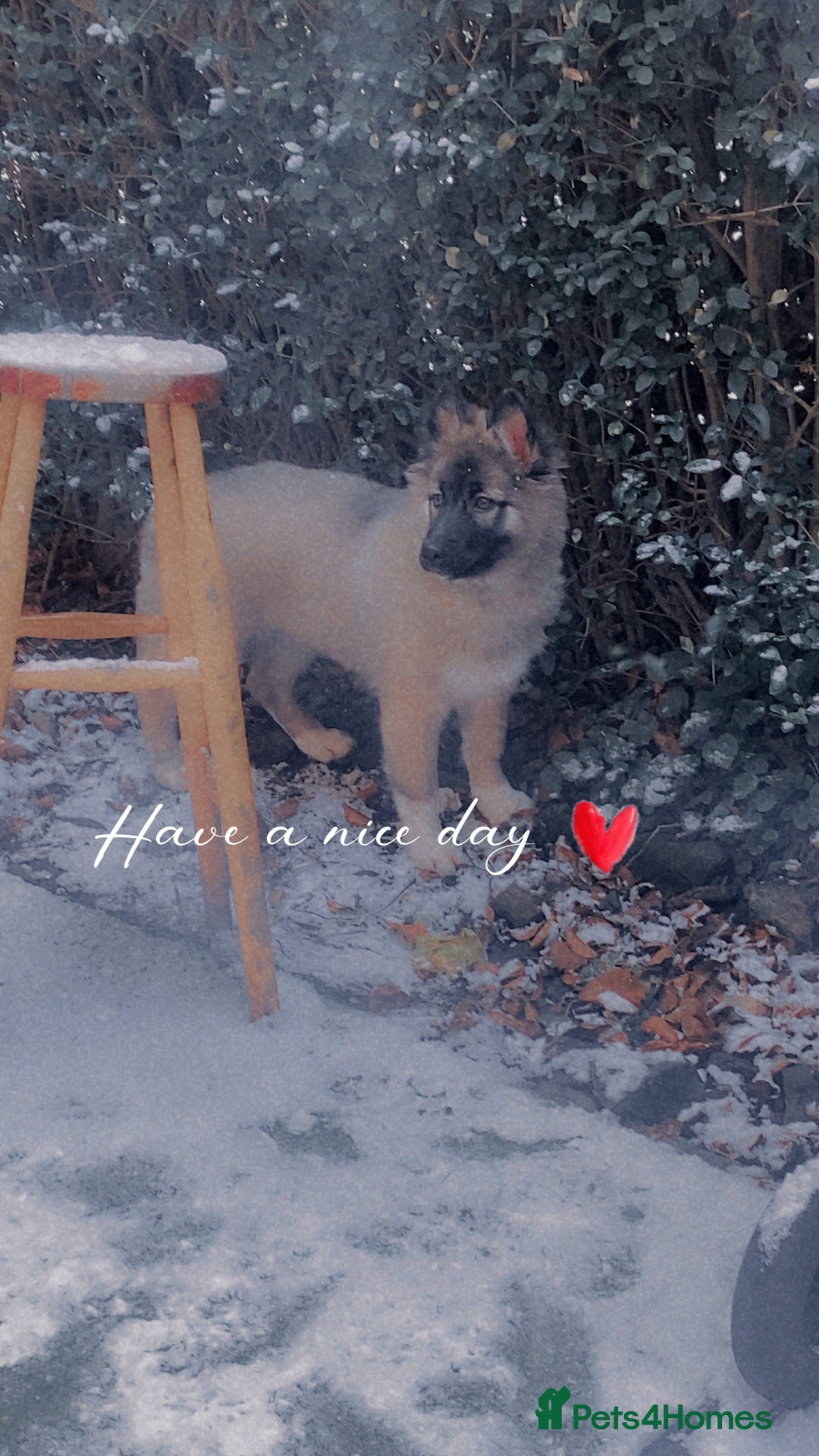 Shepsky dogs for sale: Diego balog - Advert 2