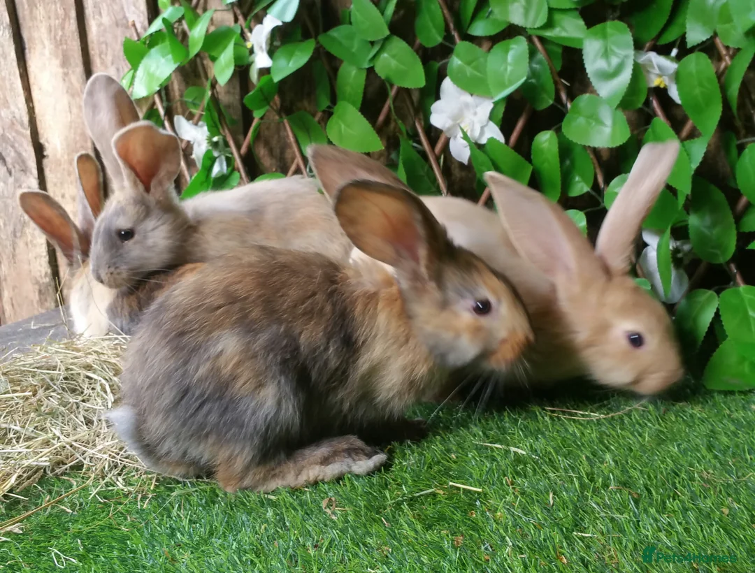 Continental Giant rabbits for sale: Super Stars Stud Service - Beautiful Proven Boys  - Advert 24
