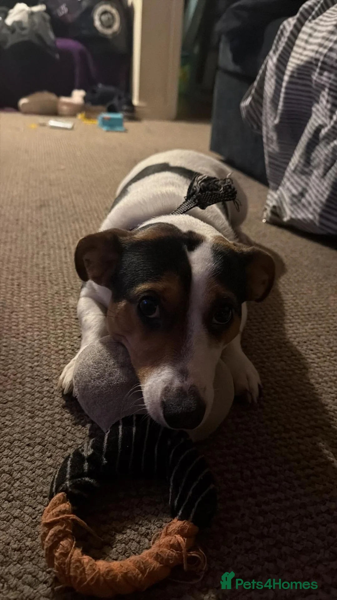 Mixed Breed dogs for sale: Dog for sale  in Leatherhead - Advert 2