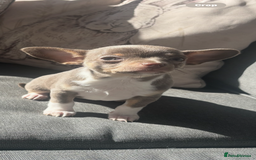 Chihuahua dogs for sale: Ready now ***Lilac girls - Image 34