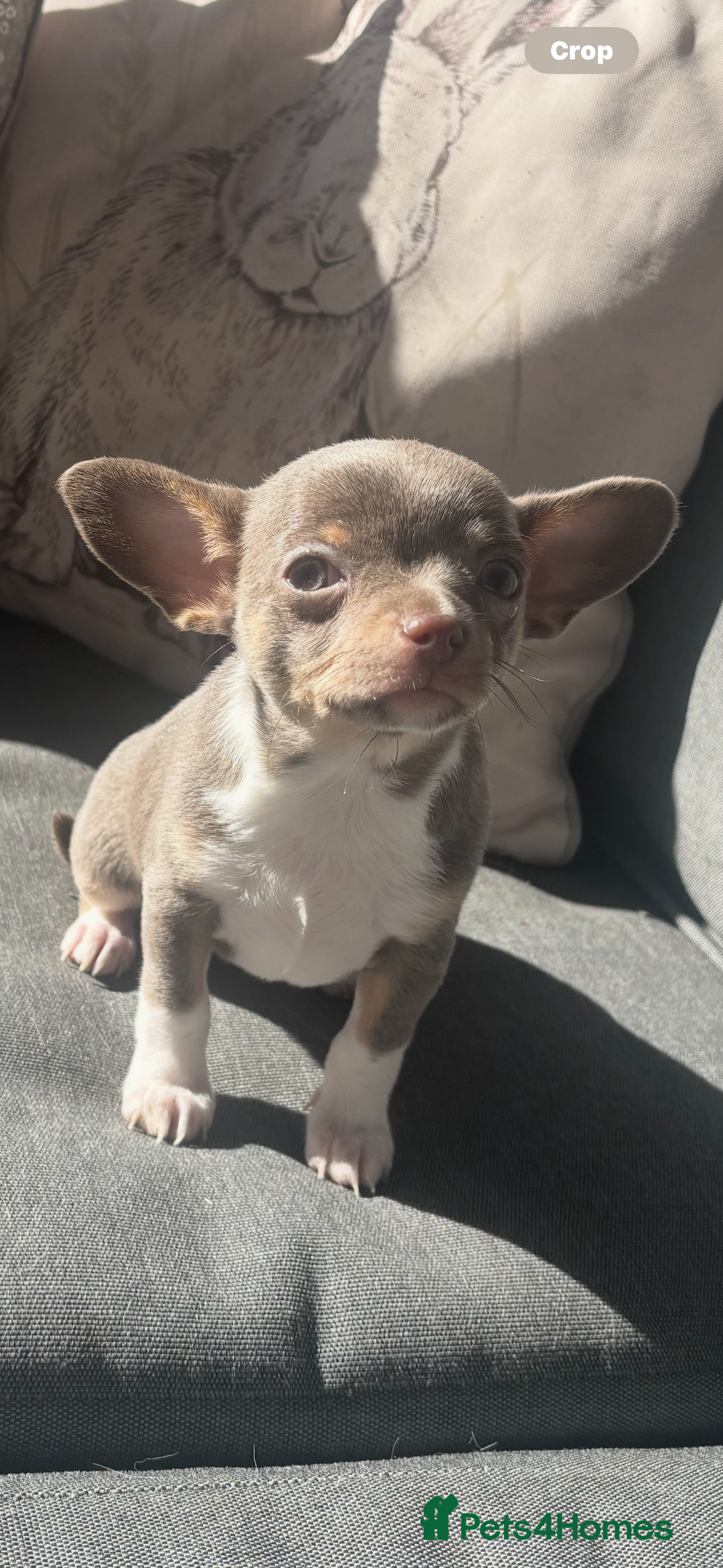Chihuahua dogs for sale: Ready now ***Lilac girls - Image 34