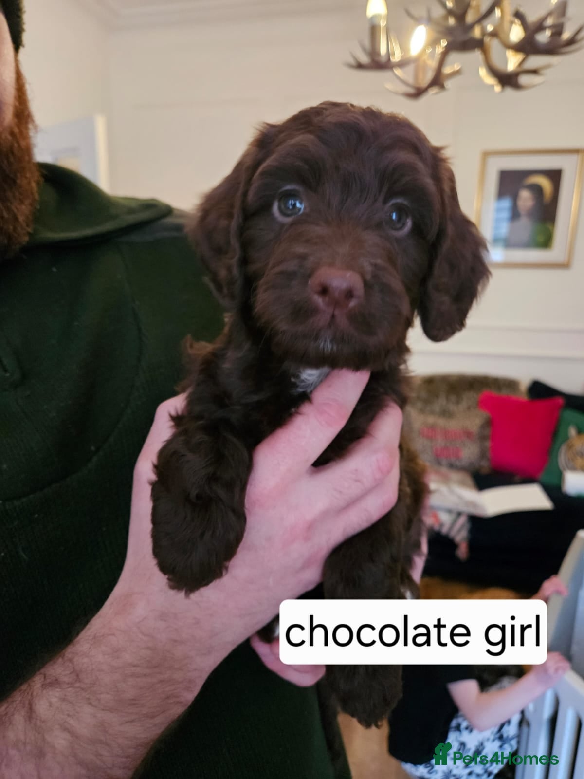 Sproodle dogs Sproodle puppies  - Advert 6