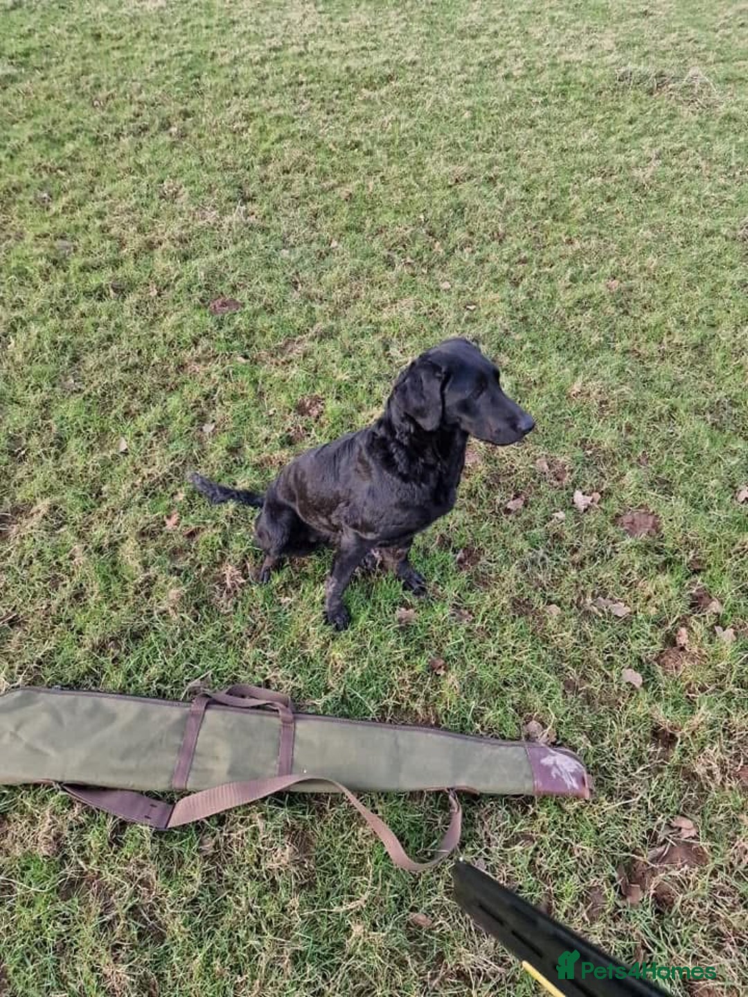 Labrador Retriever dogs for sale: KC Working Labrador Bitch - Advert 19