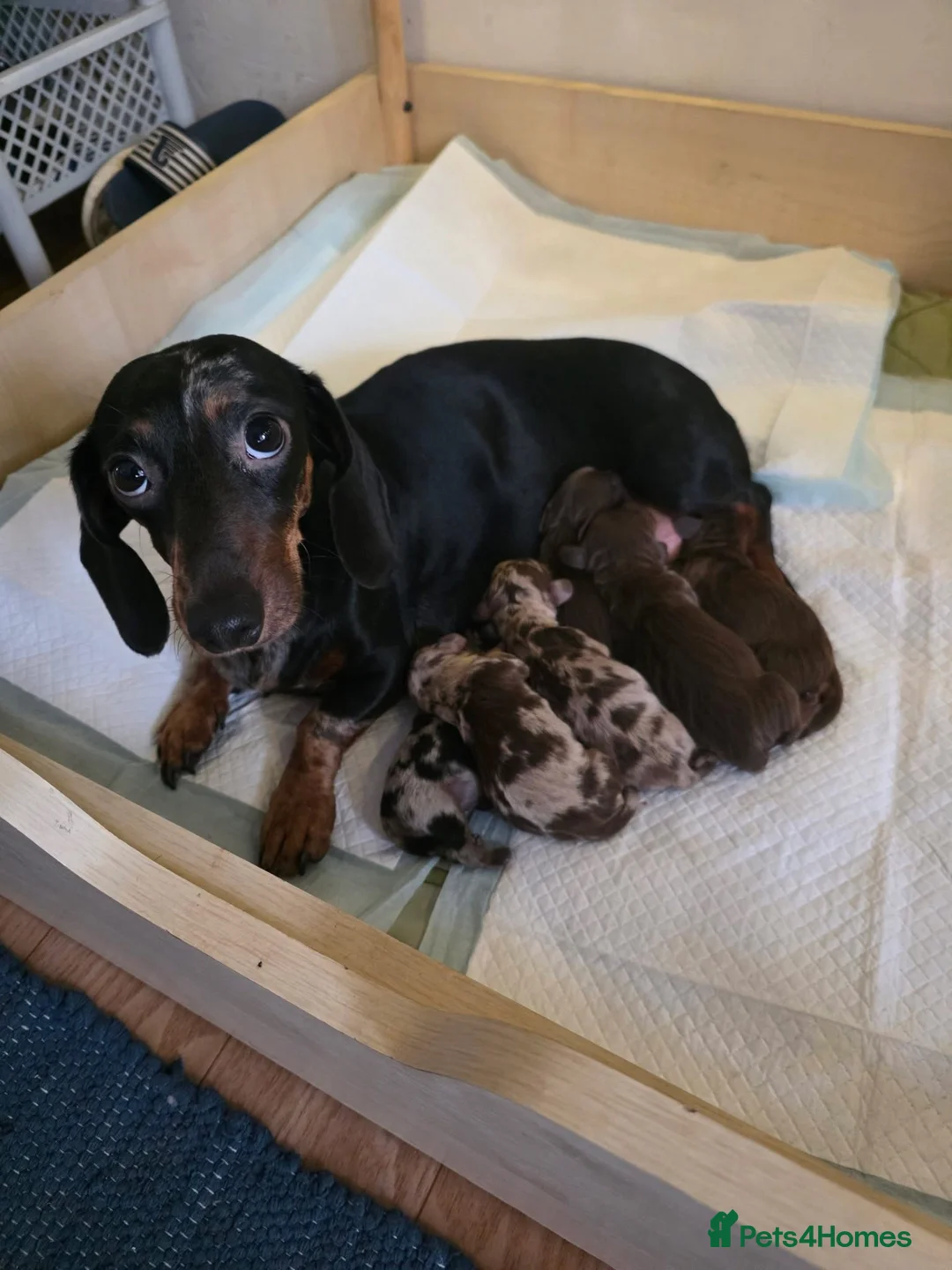 Dachshund dogs for sale: Miniature Dachshund puppies  - Advert 9