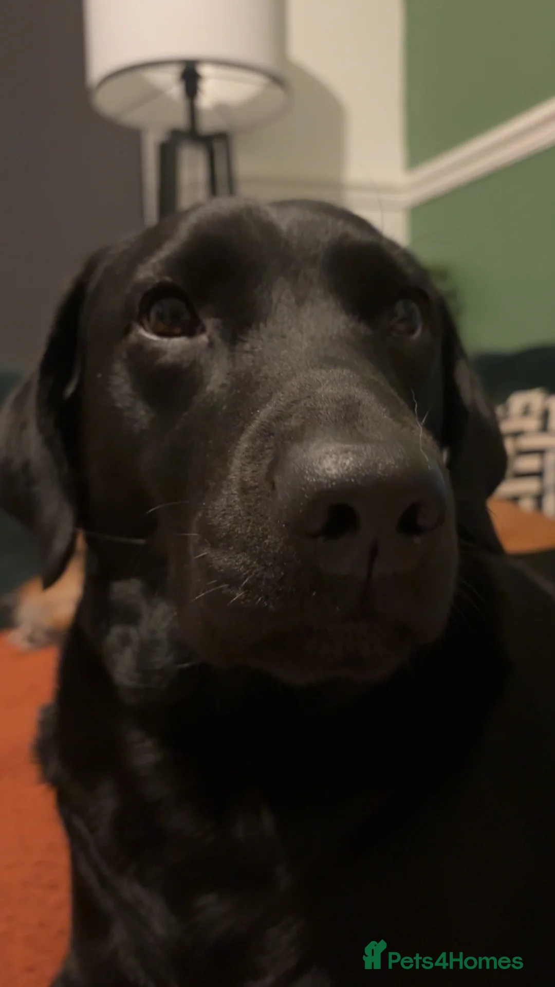 Labrador Retriever dogs for sale: Ollivander (Ollie) in Liverpool - Advert 2