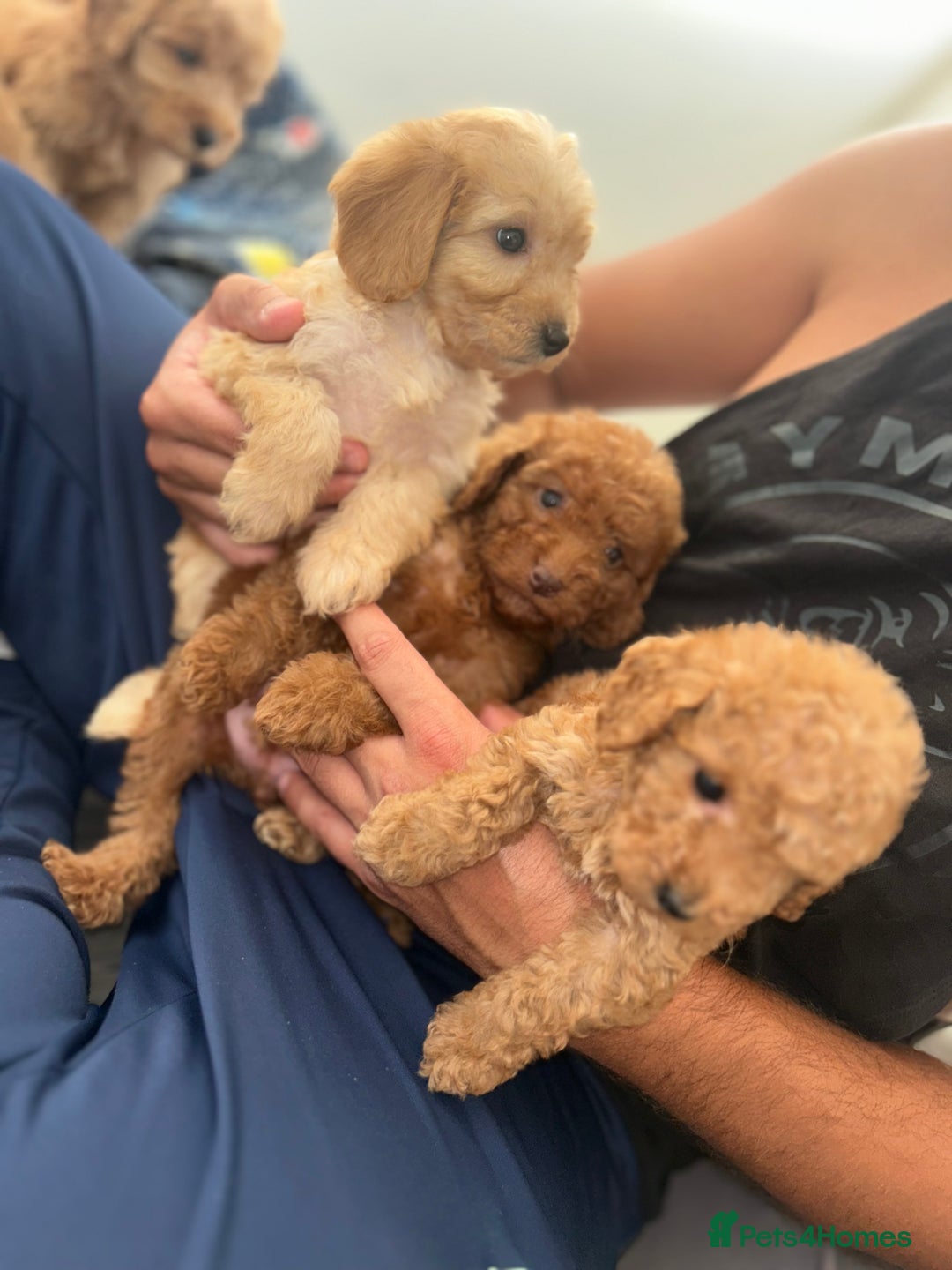 Cockapoo dogs for sale: 8 weeks old beautiful Cockapoo puppies  - Image 35