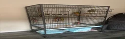 Conures birds for sale: Two Female Green Cheek Conures with Cage in Glasgow - Advert 5