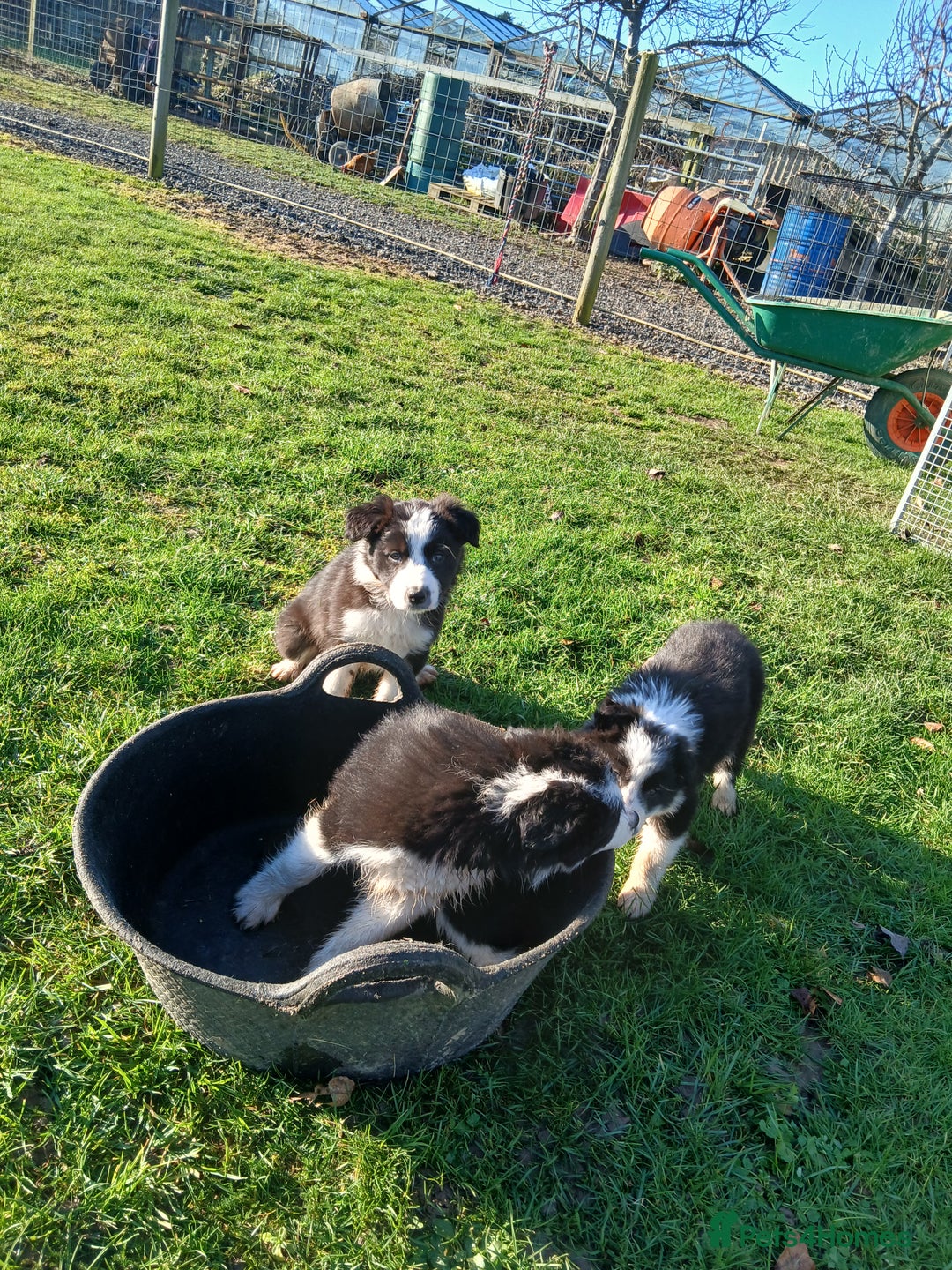 Border Collie dogs for sale: Long coated traditional border collie pups - Advert 15