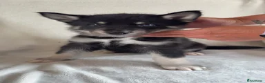 Shepsky 8