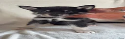 Shepsky dogs for sale: Shepskys in Peterlee - Advert 9