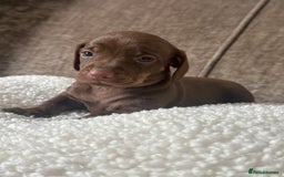 Dachshund dogs for sale: 🌭🌭🌭🌭🌭🌭🌭little dachshunds🌭🌭🌭🌭🌭  - Image 8