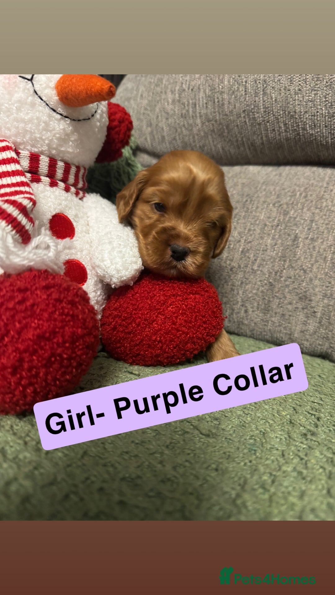 Cockapoo dogs for sale: F2 Cockapoo pups - Advert 34