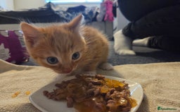 Mixed Breed cats for sale: Ginger male kitten - Image 2